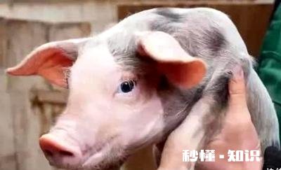 仔猪出现假死怎么办