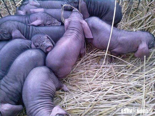 仔猪出现假死怎么办