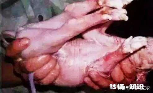 仔猪出现假死怎么办