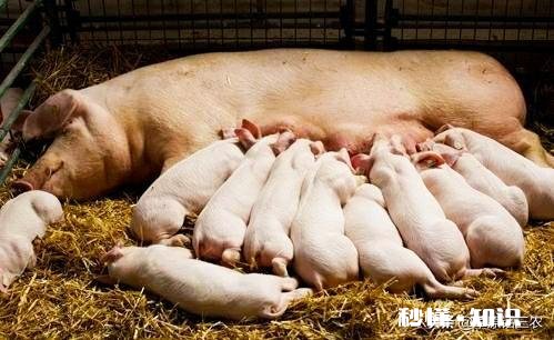 仔猪出现假死怎么办