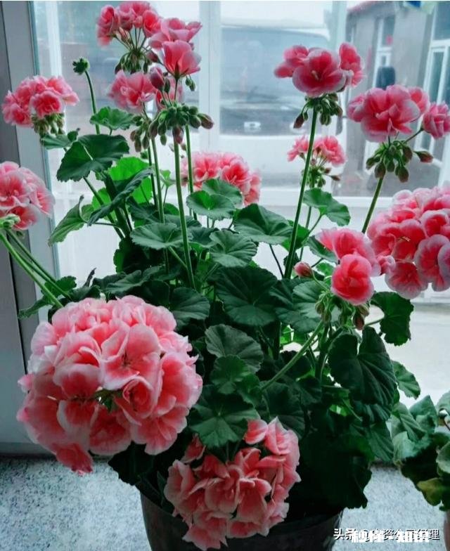 用一百字写清楚你最想要的生活，你会怎么写