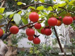 哪个省的金弹子最好你如何评价