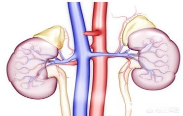 肾功不全的病人能吃海参及海产品吗