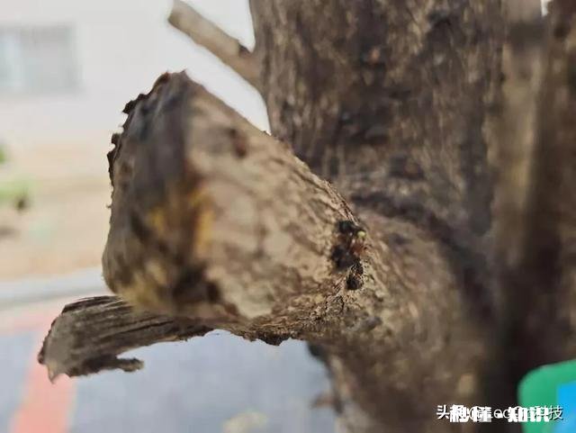 不考虑经济条件的情况，你会选择vivo x30 Pro吗，为什么