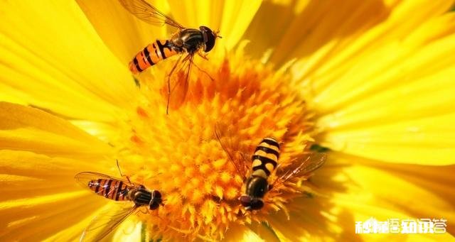 灭绝了一种动物。世界即将毁灭，你知道是哪种动物嘛