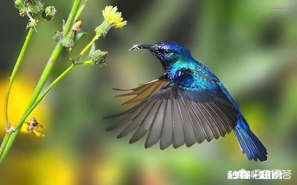 灭绝了一种动物。世界即将毁灭，你知道是哪种动物嘛