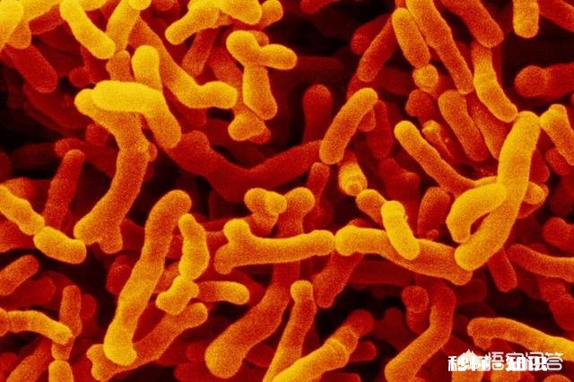 灭绝了一种动物。世界即将毁灭，你知道是哪种动物嘛