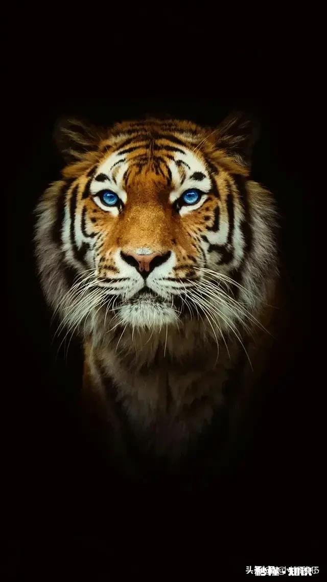 吃什么增长雄性激素