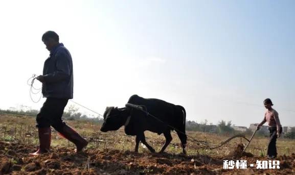 三农的你，春耕生产你做了哪些事件事物的意义又有哪些突出性