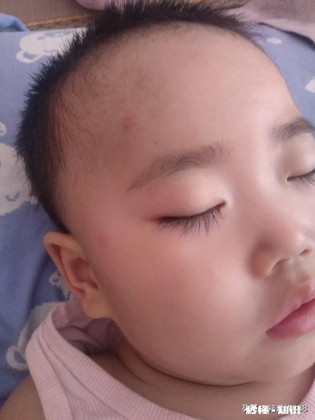 夏天什么动物最多