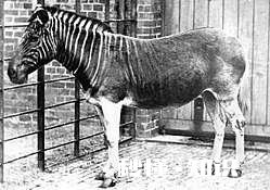 人类是哪些动物的天敌