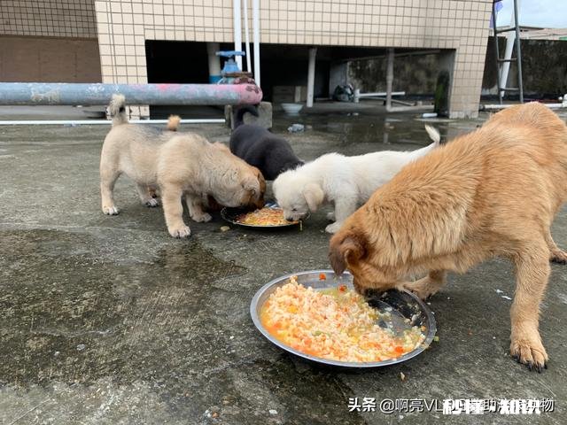 人类是哪些动物的天敌