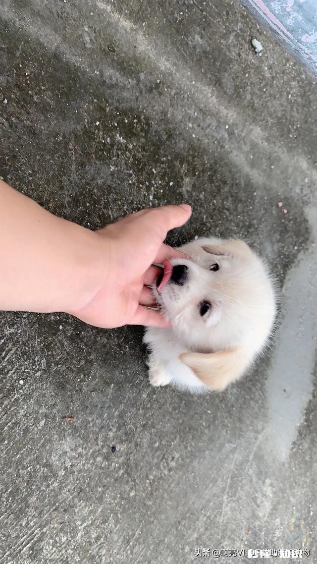 人类是哪些动物的天敌