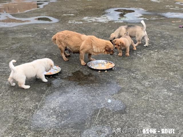 人类是哪些动物的天敌