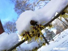 雪乡明码标价就不算宰客了吗那么高的价格，你愿意去吗
