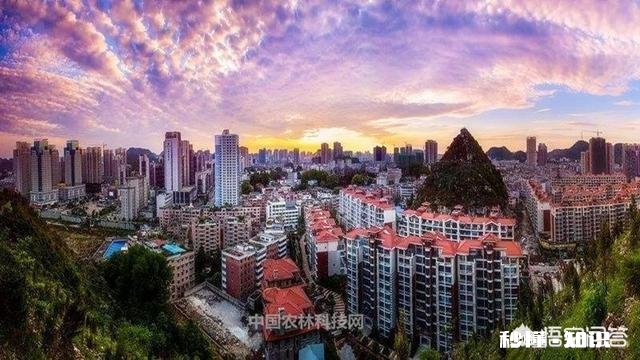 贵州平坝樱花开了吗