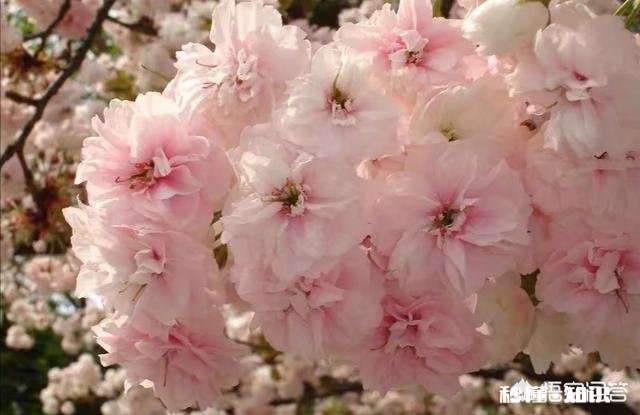 贵州平坝樱花开了吗