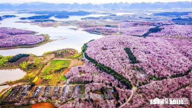 贵州平坝樱花开了吗