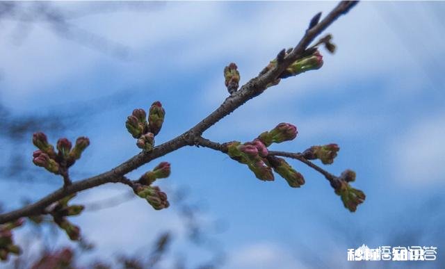 贵州平坝樱花开了吗