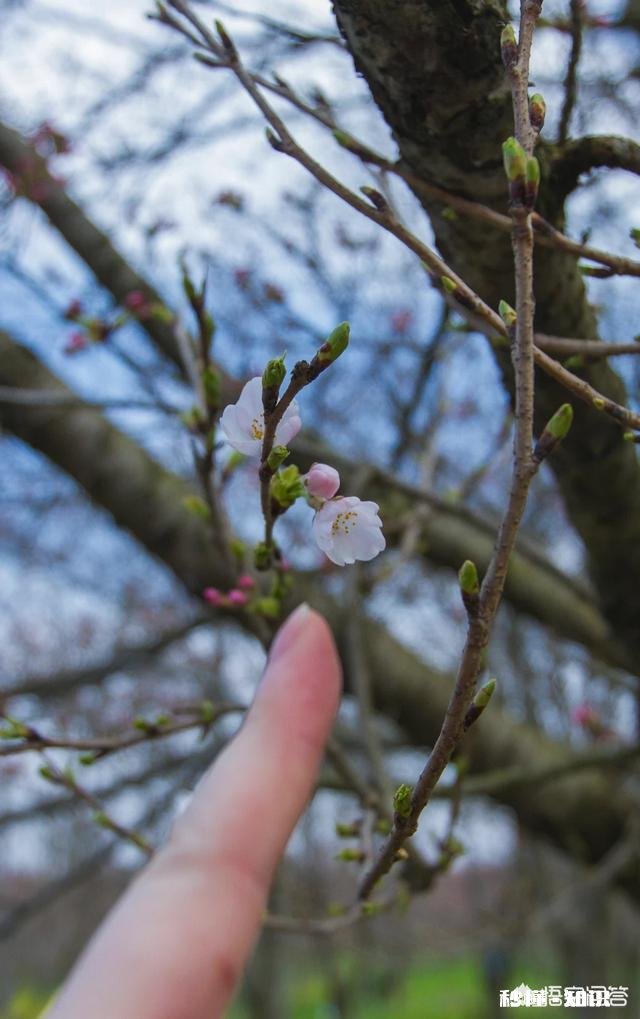 贵州平坝樱花开了吗
