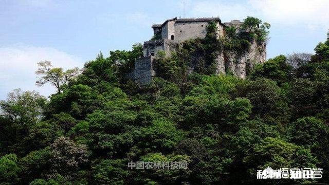 贵州平坝樱花开了吗