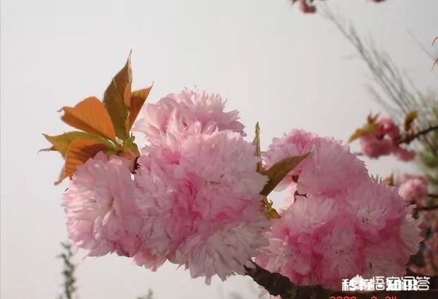 贵州平坝樱花开了吗