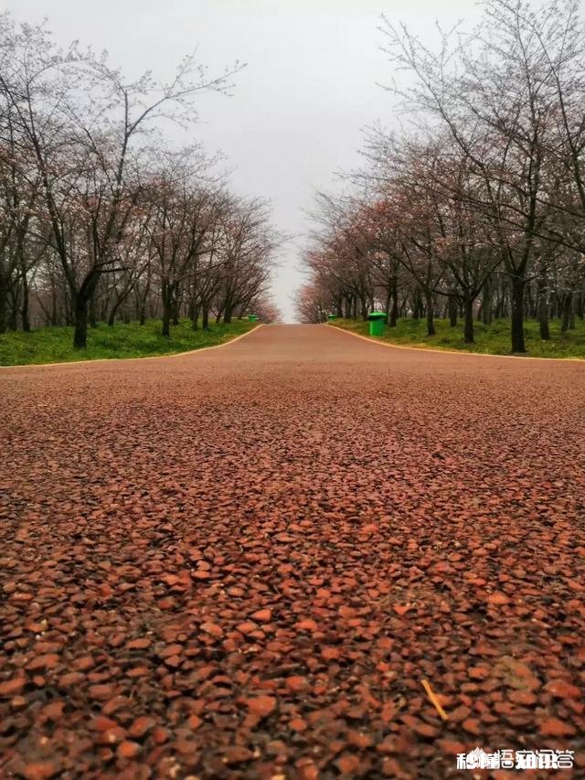 贵州平坝樱花开了吗
