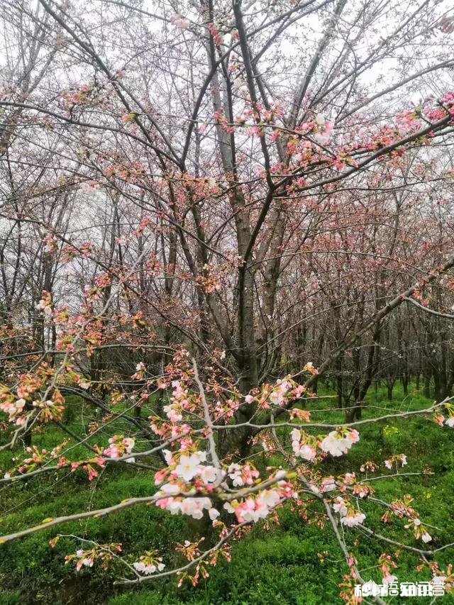 贵州平坝樱花开了吗