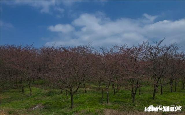 贵州平坝樱花开了吗