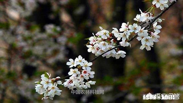 贵州平坝樱花开了吗