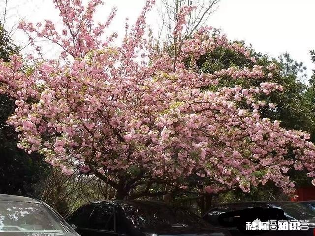 贵州平坝樱花开了吗