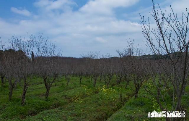 贵州平坝樱花开了吗