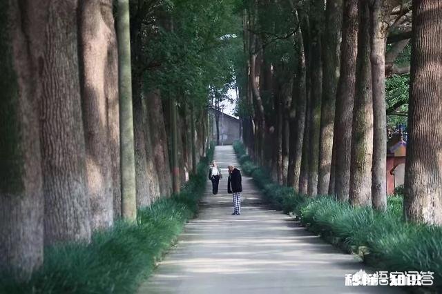 贵州平坝樱花开了吗