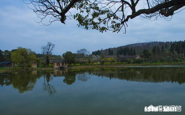 贵州平坝樱花开了吗