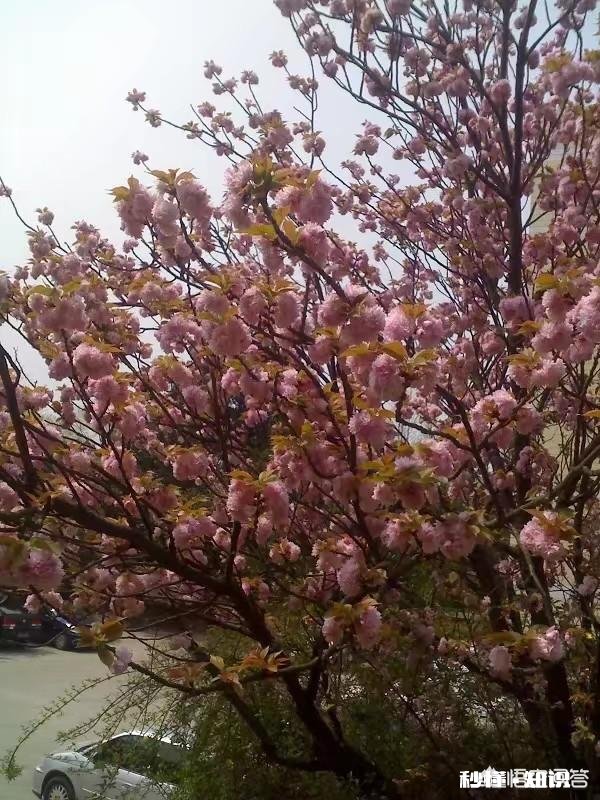 贵州平坝樱花开了吗