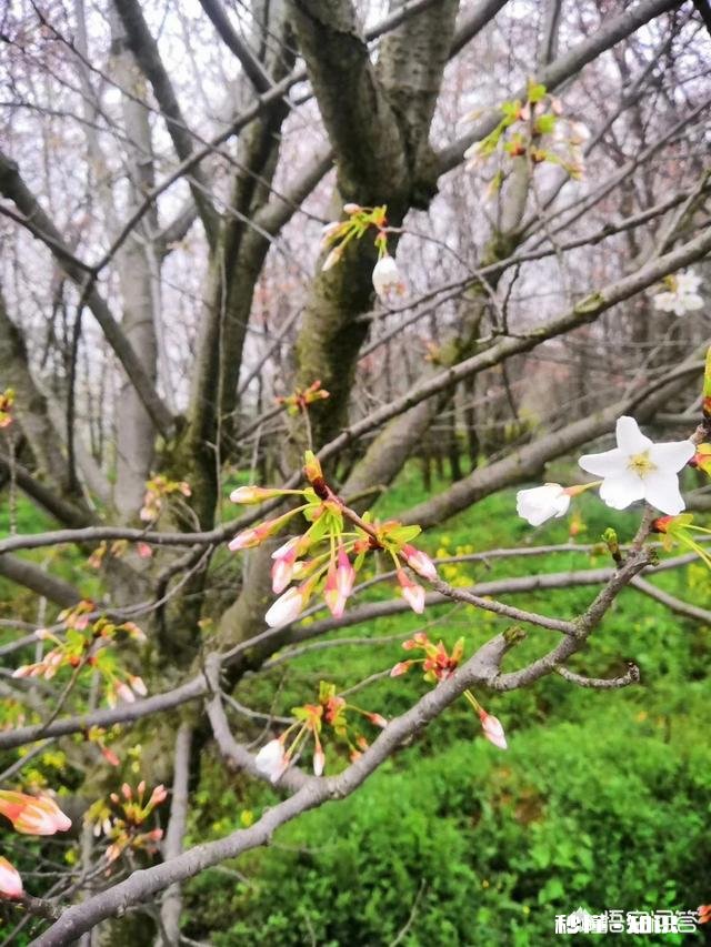 贵州平坝樱花开了吗
