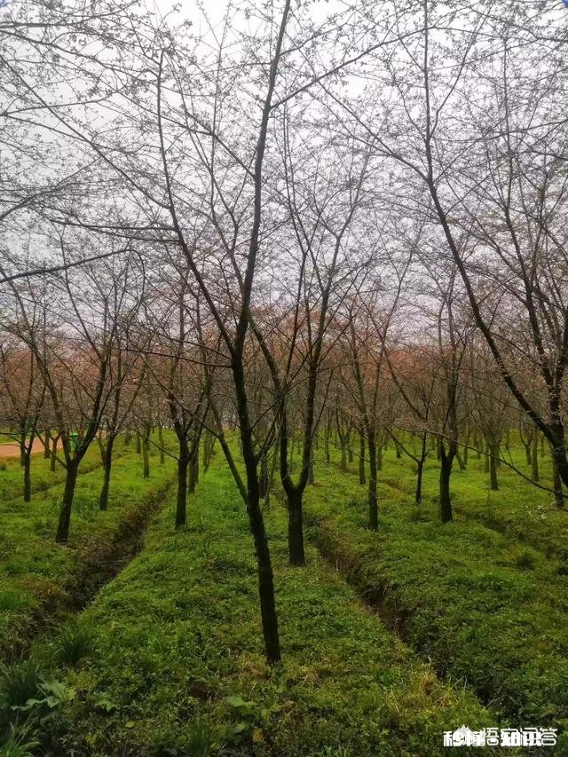 贵州平坝樱花开了吗