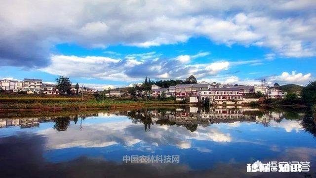 贵州平坝樱花开了吗