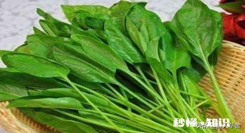 菠莱和鸡蛋打卤吃捞面条好吗