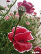 影响夫妻感情最主要的因素有哪些如何给婚姻保鲜