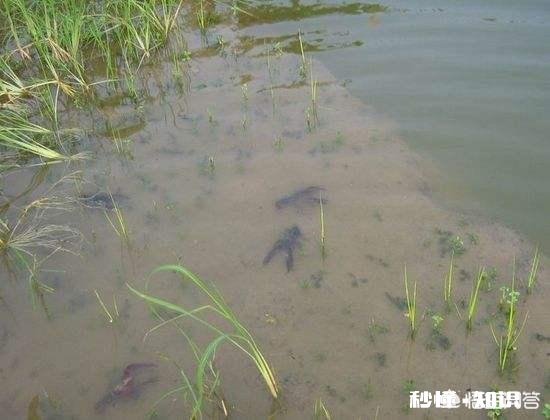 有人说农村有些地方会大面积建小龙虾的养殖池,对此你怎么看