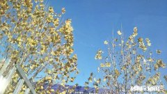 女儿处的男朋友有心脏病和尿毒症，作为家长应该阻止吗