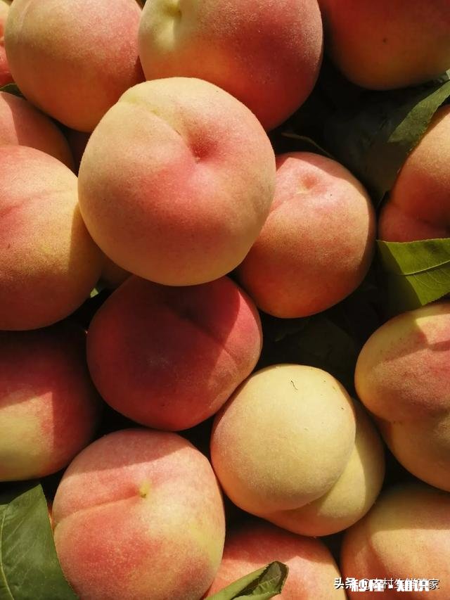 种的桃树结的桃子不甜是怎么回事有办法改善吗