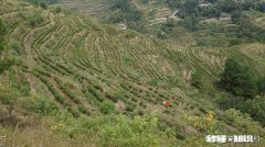 在我们农村引进点什么新鲜品种能有好的前景，带动老百姓致富