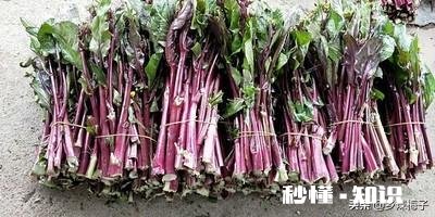 农村种植的红菜苔，为何带点苦味，是什么问题