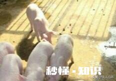 30斤仔猪39度发烧不吃喜卧怎么治