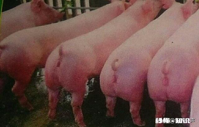 30斤仔猪39度发烧不吃喜卧怎么治