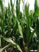 现在农村收玉米，玉米皮能做什么，烂在地里太可惜了