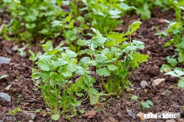 现在已经是八月份，可以在玉米地里种上香菜了吗