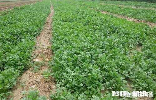 现在已经是八月份，可以在玉米地里种上香菜了吗